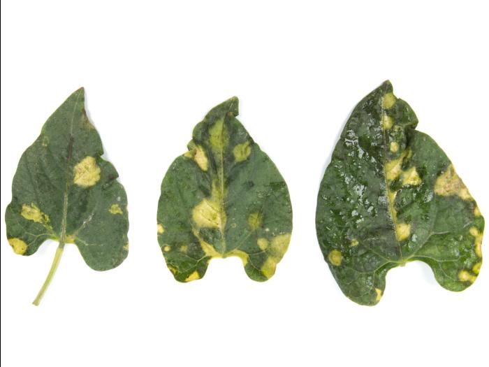 Haricot - glyphosate (9)_1