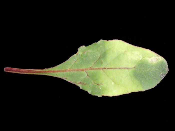 Betterave - mésotrione (27)_2