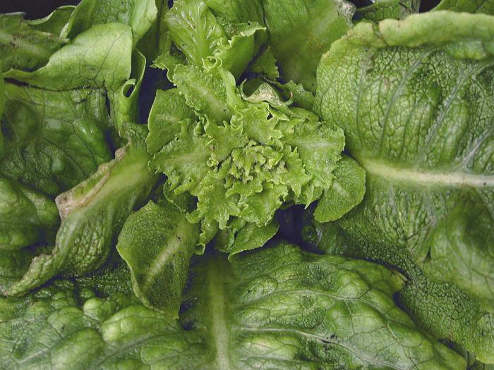 Laitues - Groupe 4_1