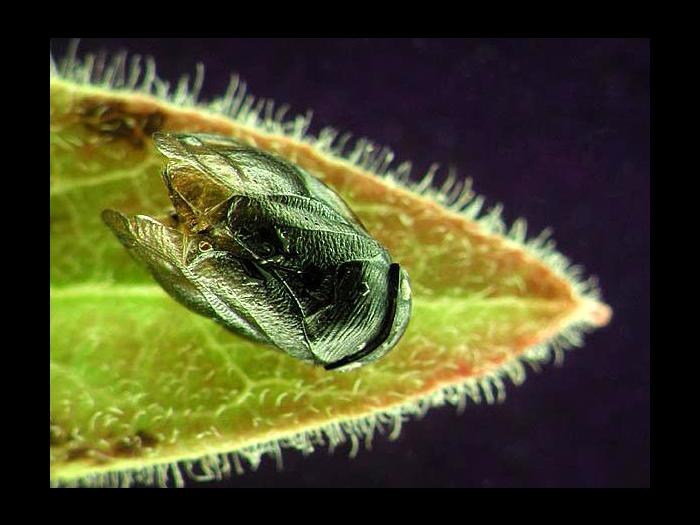 Clastoptera saintcyri_1