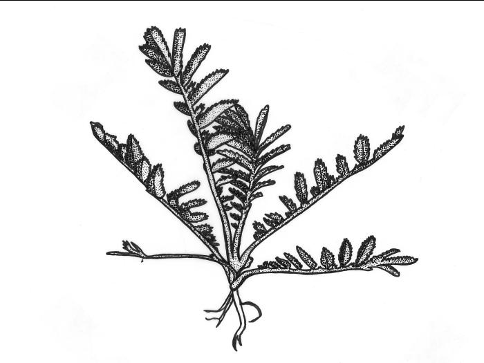 Identification_Rosette