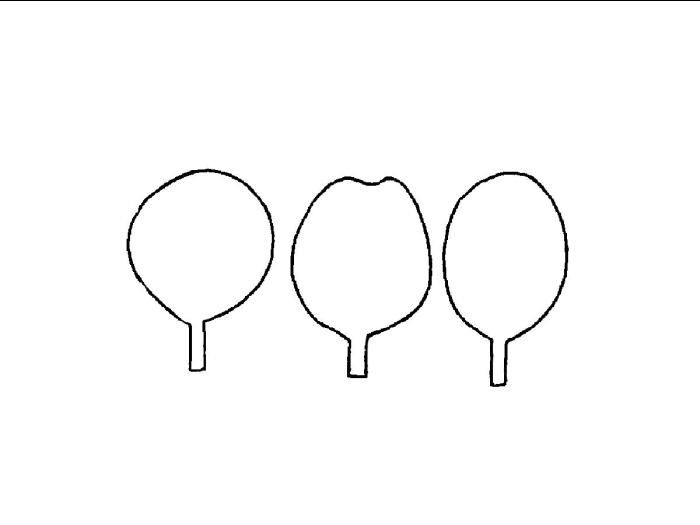 Identification_Orbiculaire