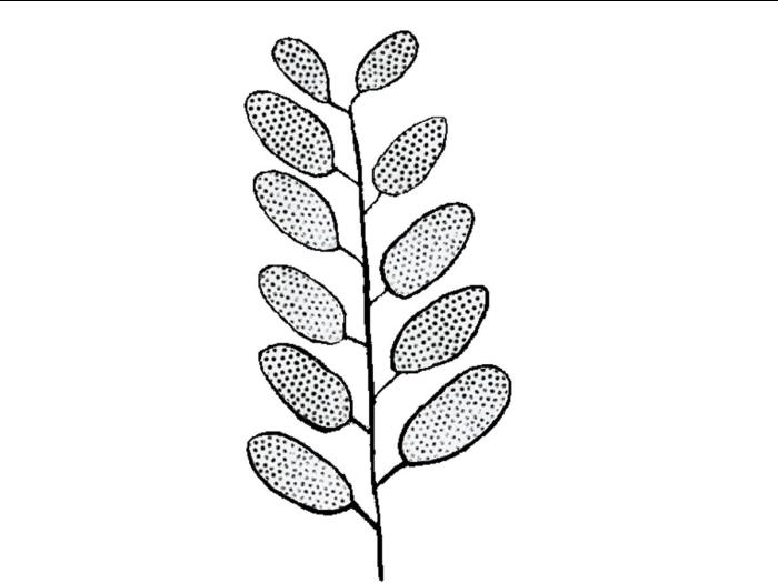 identification_FeuilleComposée