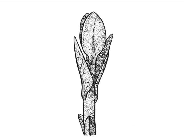 Identification_FeuilleOpposée