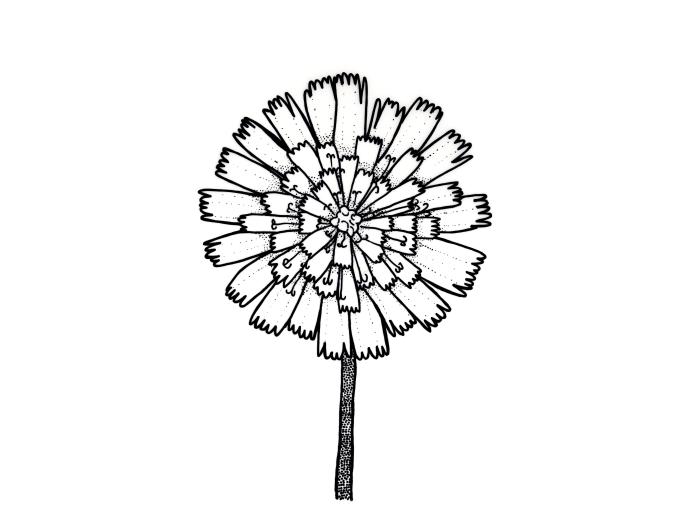 Identification_FleurComposée