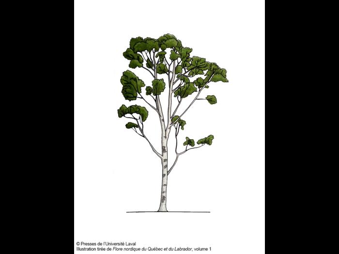 Identification_Arbre