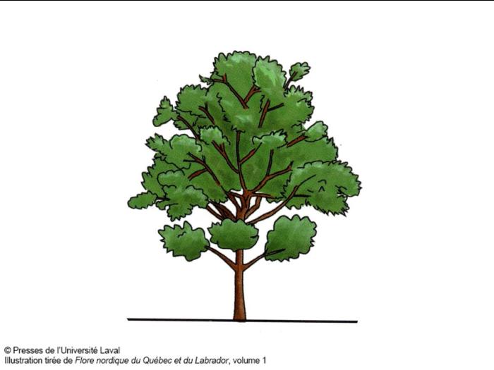 Identification_Arbrisseau