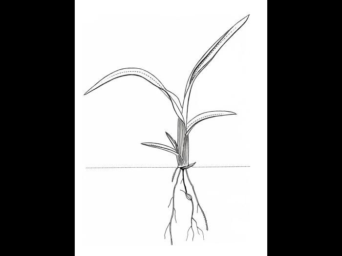 Identification_GraminéePlantule