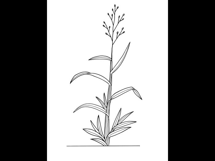 identification_GraminéeInfl