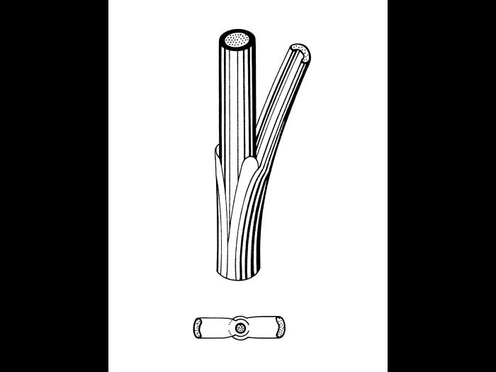 Identification_TigeJuncus