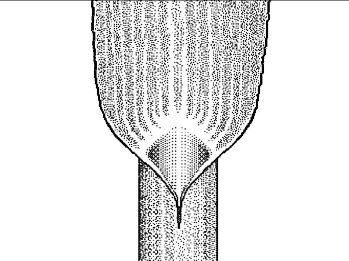 Identification_AucuneLigule