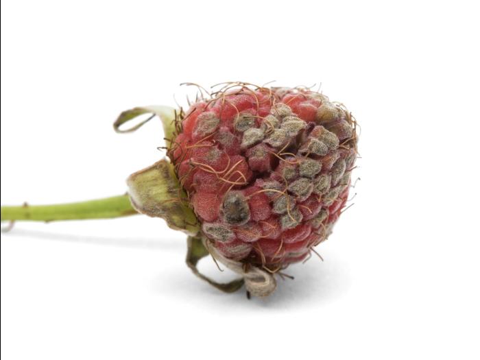 Framboise - Moisissure grise (Botrytis cinerea)
