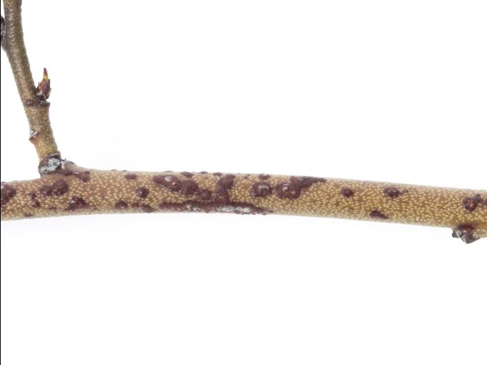 Bleuet en corymbe - Chancre à Fusicoccum (Godronia cassandrae)