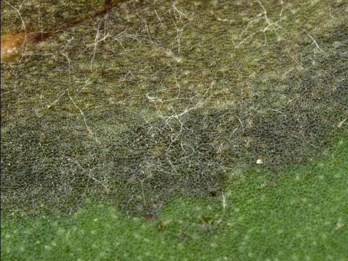 Pomme de terre - Mildiou (Phytophthora infestans)