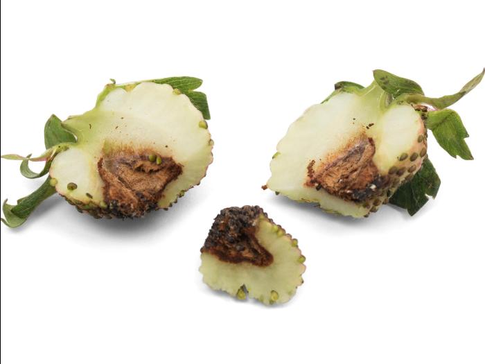 Fraise - Anthracnose (Colletotrichum acutatum)