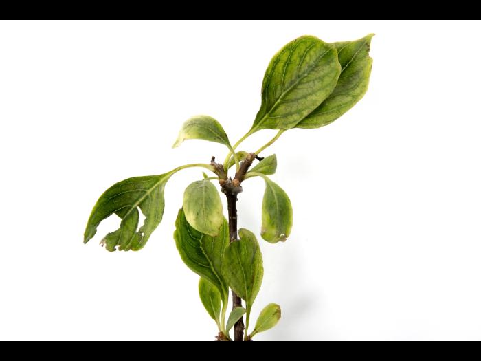 Lilas japonais - glyphosate_3