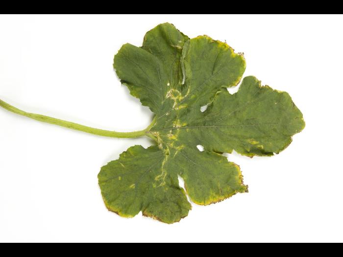 Courges - atrazine (5)_2