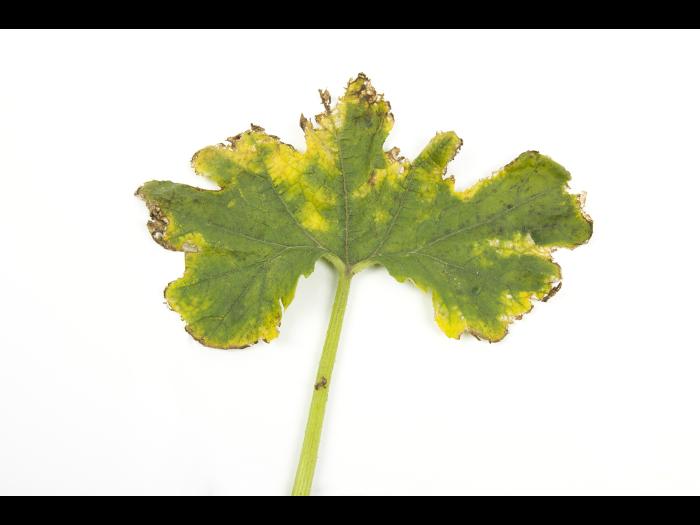 Courges - atrazine (5)_3