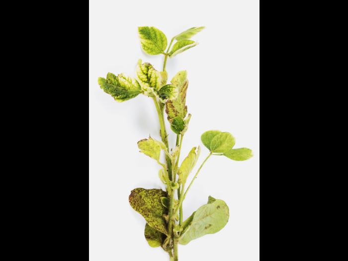 Soya - glyphosate (9)_13