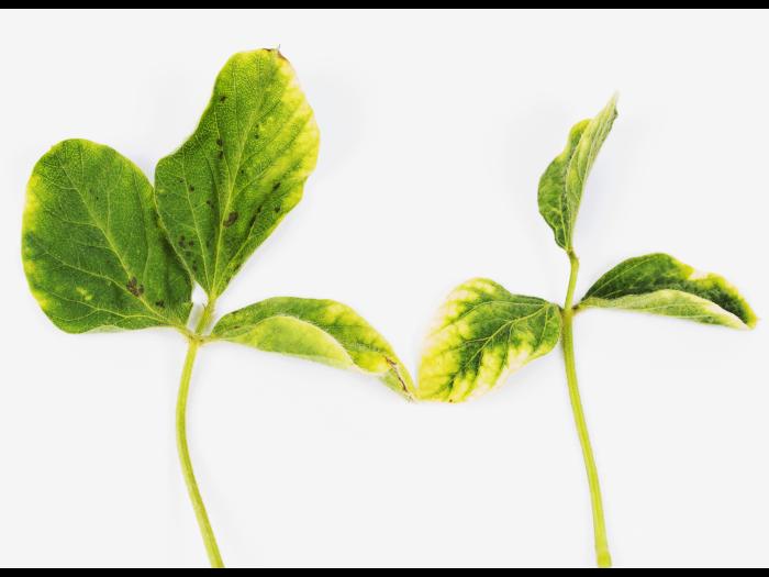 Soya - glyphosate (9)_15