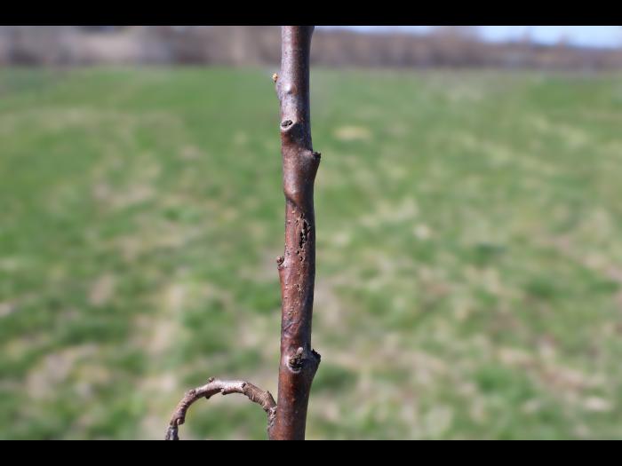 Argousier - Brûlure phomopsienne (Diaporthe eres)