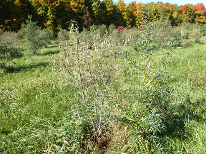 Argousier - Nématode des lésions racinaires (Pratylenchus penetrans)_1