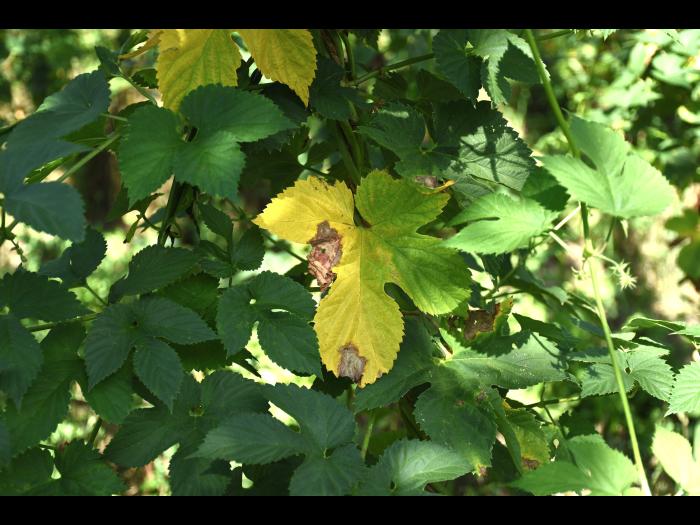 Houblon - Brûlure à halo (Diaporthe humulicola)_1