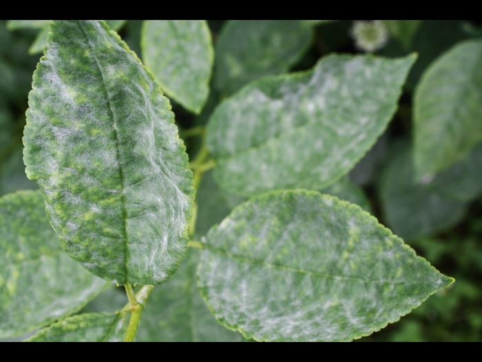 Cerise - Blanc (Podosphaera clandestina)_1