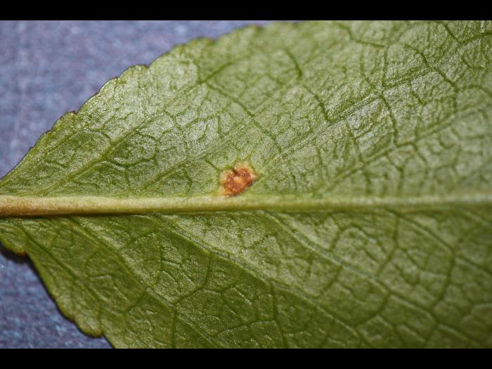 Cerise - Tache foliaire (Blumeriella jaapii)_2