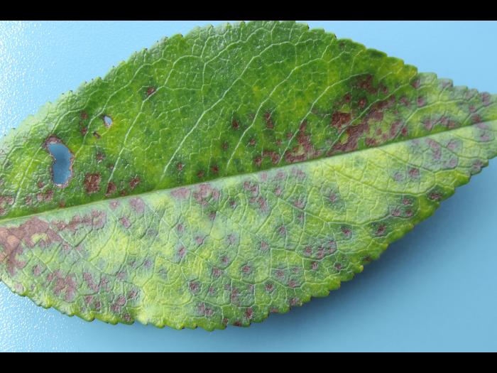 Cerise - Tache foliaire (Blumeriella jaapii)_4