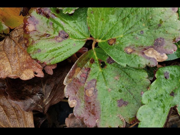 Fraise - Dépérissement neopestalotiopsien (Neopestalotiopsis sp. )_2