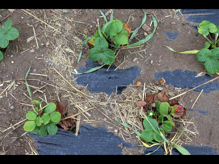 Fraise - Dépérissement neopestalotiopsien (Neopestalotiopsis sp. )_4