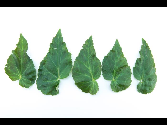 Begonias - Virus indéterminé_1