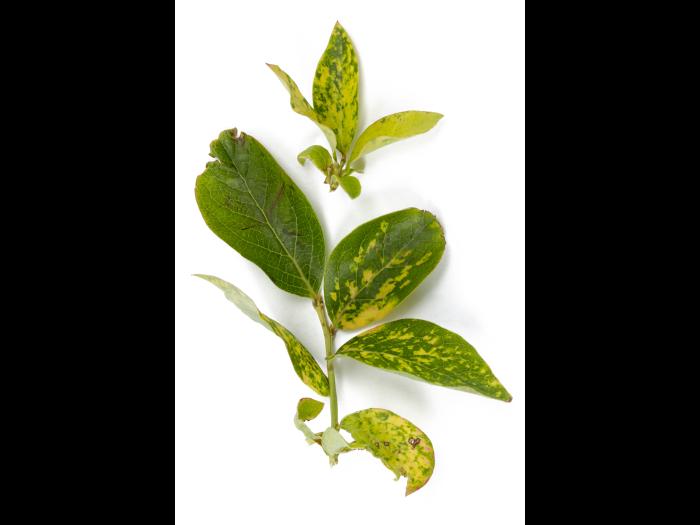 Bleuet en corymbe - Désordre génétique_1