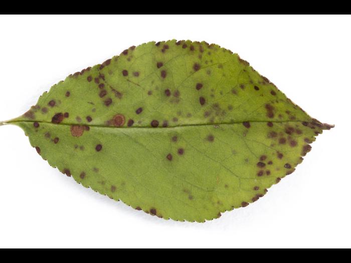 Cerise - Tache foliaire (Blumeriella jaapii)_9