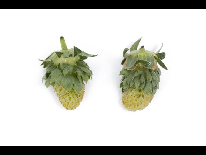 Fraise - Phyllodie_1