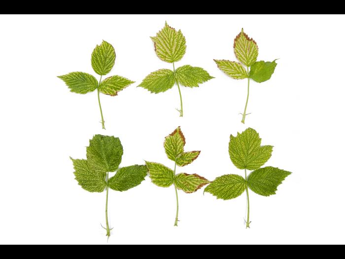 Framboise - pH élevé (neutre à basique)_1