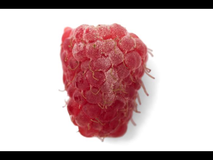 Framboise - Blanc (Podosphaera aphanis)_1