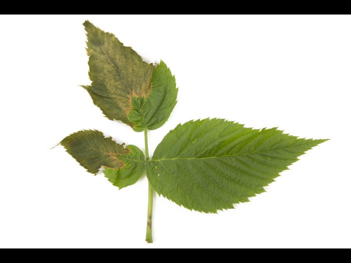 Framboise - Transpiration élevée du feuillage_1