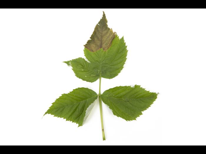 Framboise - Transpiration élevée du feuillage_2