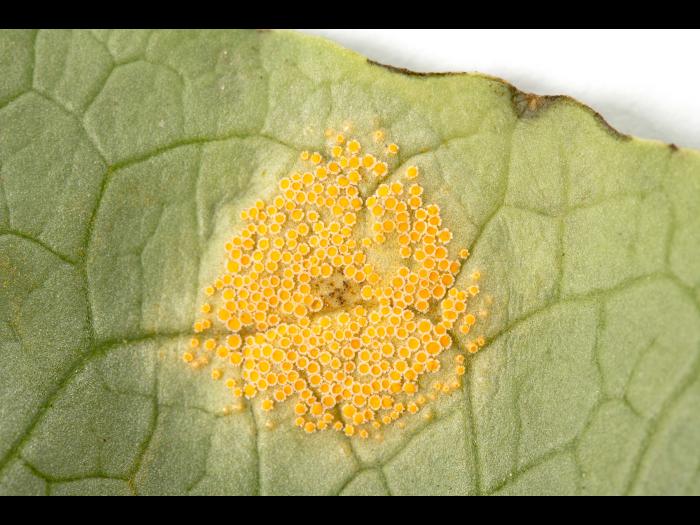 Laitues - Rouille (Puccinia sp.)_4