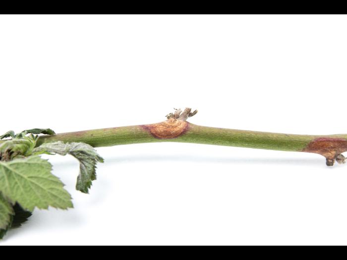 Mûre - Chancre de la tige (Botrytis cinerea)_2