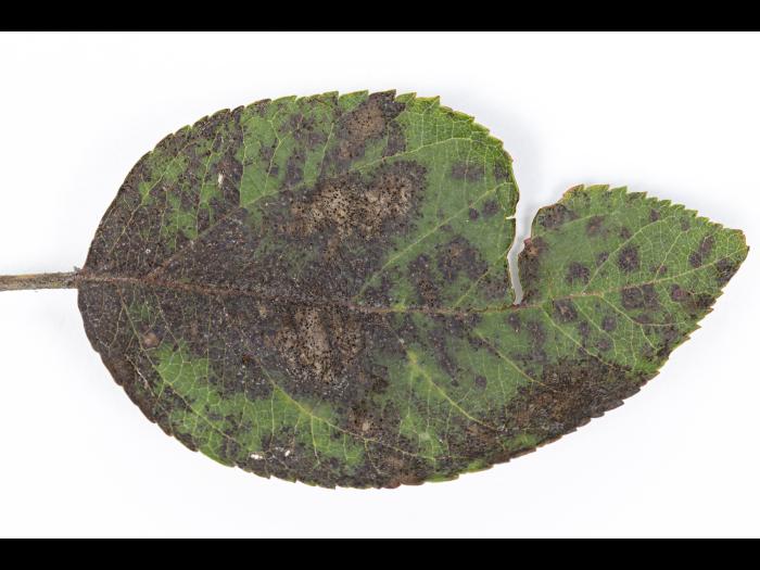 Pomme - Chute des feuilles causée par Marssonina (Diplocarpon coronariae)