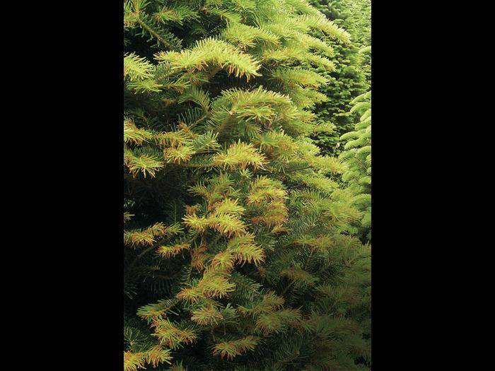Arbres de Noël (sapins) - Brûlure des pousses (Delphinella sp.)
