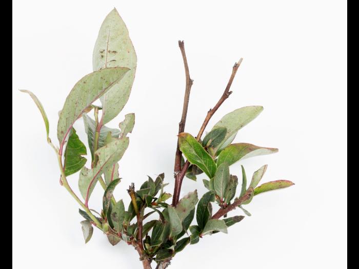 Bleuet en corymbe - glyphosate (9)_4