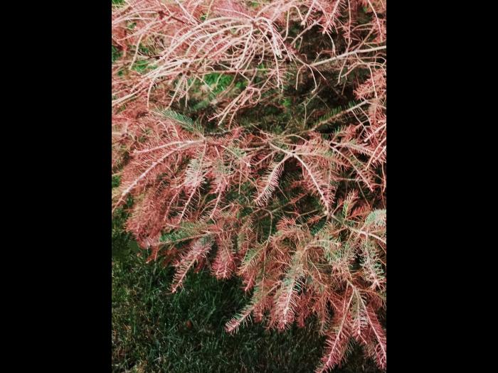 Épinettes_dicamba (4)_5