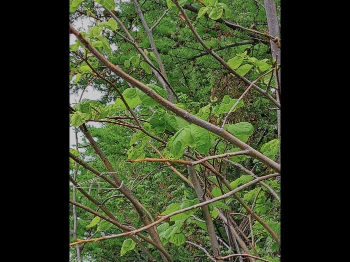 Tilleuls_dicamba (4)_5