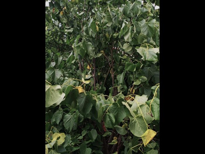 Tilleul_dicamba (4)_1