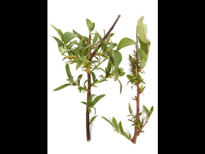 Bleuet en corymbe_glyphosate (9)_6