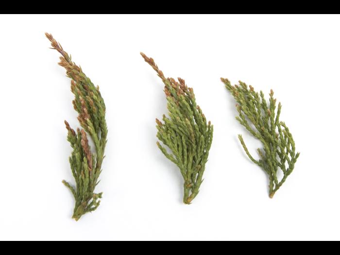 Genévrier_glyphosate (9)_1